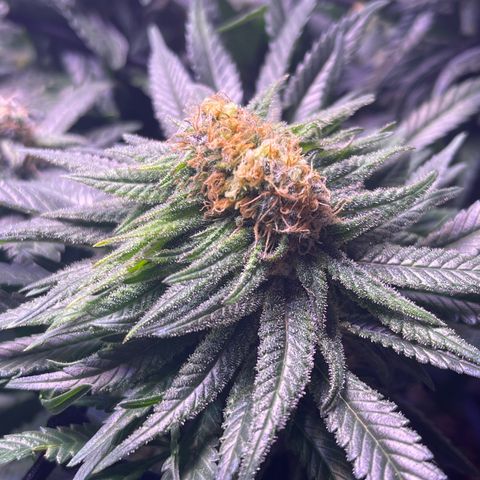 Sweet ZZ growlog timeline photo