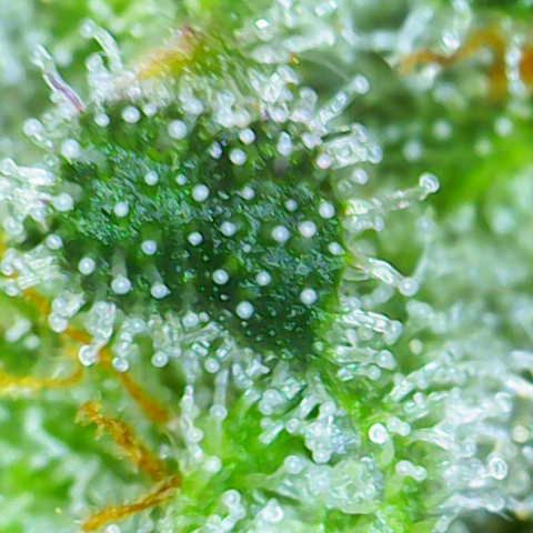 Sweet ZZ growlog timeline photo