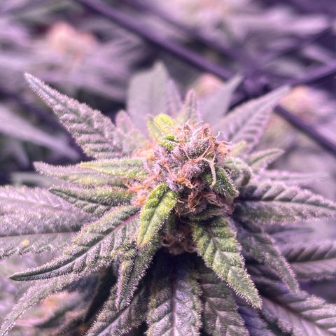 Sweet ZZ growlog timeline photo