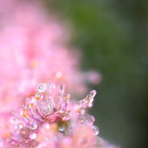 Sweet ZZ growlog timeline photo