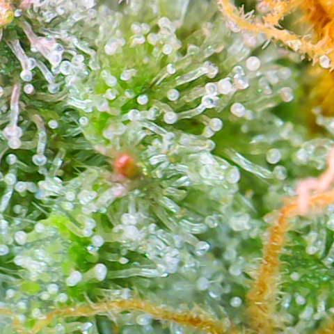 Sweet ZZ growlog timeline photo