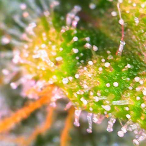 Sweet ZZ growlog photo: Nicht mehr lange bis zur Ernte 
