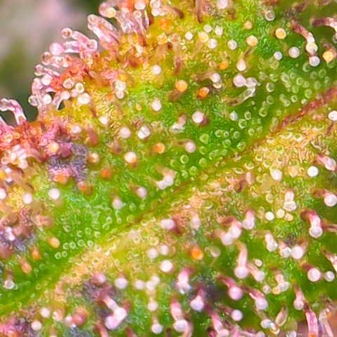 Sweet ZZ growlog photo: Nicht mehr lange bis zur Ernte 