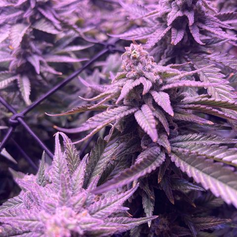Sweet ZZ growlog photo: Nicht mehr lange bis zur Ernte 