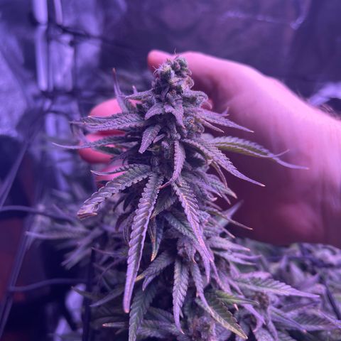 Sweet ZZ growlog photo: Nicht mehr lange bis zur Ernte 