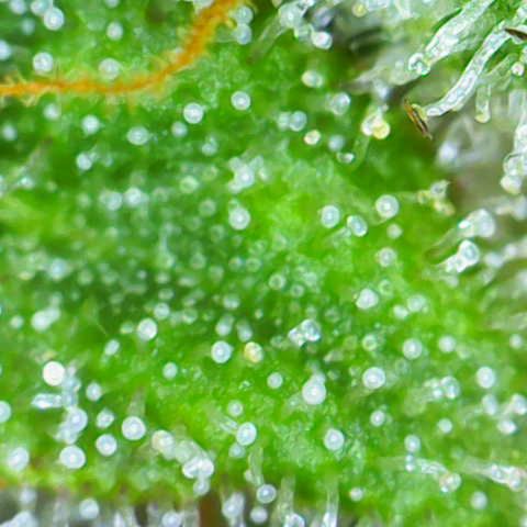 Sweet ZZ growlog photo: Nicht mehr lange bis zur Ernte 