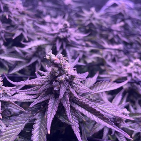 Sweet ZZ growlog photo: Nicht mehr lange bis zur Ernte 