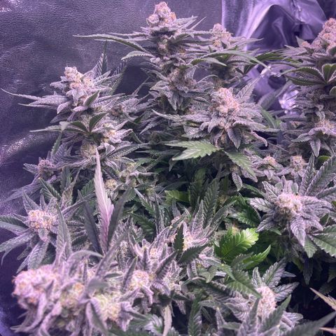 Sweet ZZ growlog timeline photo