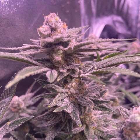 Sweet ZZ growlog timeline photo