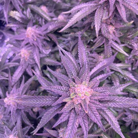 Sweet ZZ growlog timeline photo