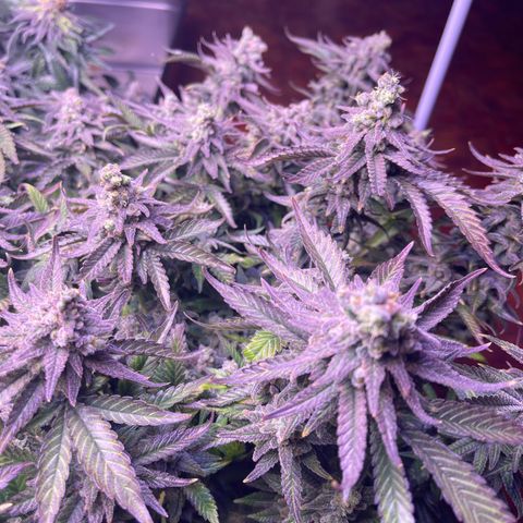 Sweet ZZ growlog timeline photo