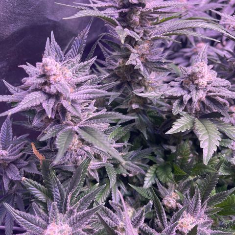Sweet ZZ growlog timeline photo
