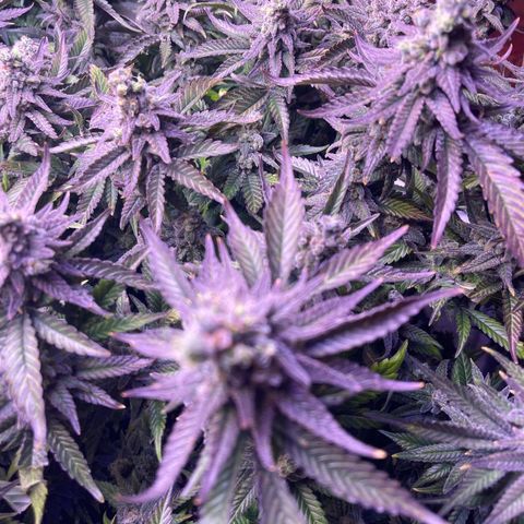 Sweet ZZ growlog timeline photo