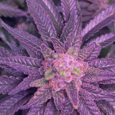 Sweet ZZ growlog timeline photo