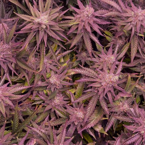 Sweet ZZ growlog timeline photo