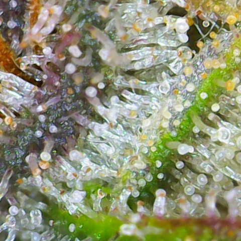 Sweet ZZ growlog timeline photo