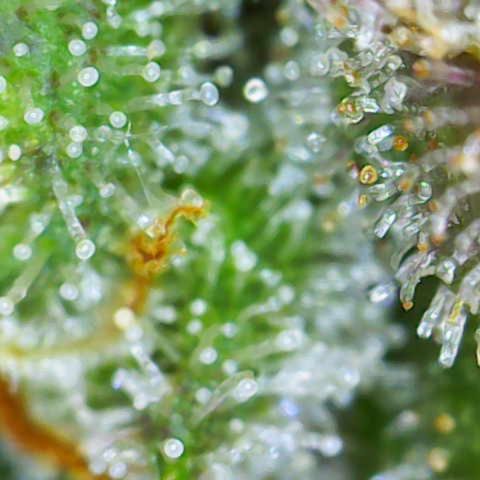 Sweet ZZ growlog timeline photo