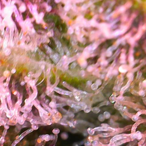 Sweet ZZ growlog timeline photo