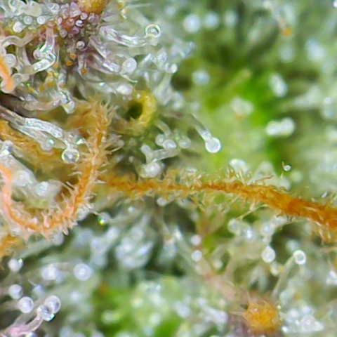 Sweet ZZ growlog timeline photo