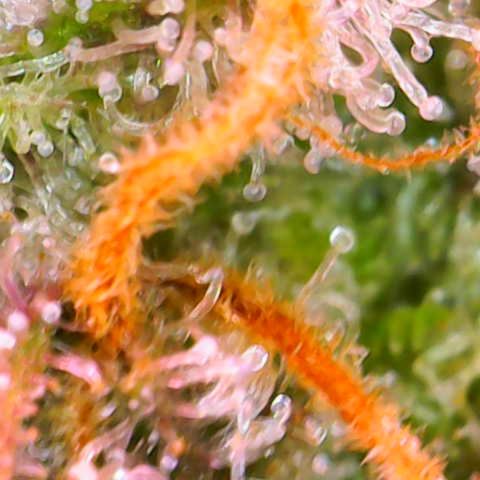 Sweet ZZ growlog timeline photo