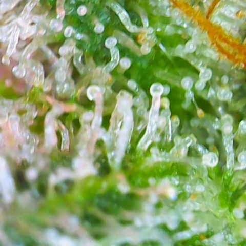Sweet ZZ growlog timeline photo