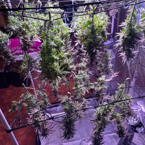 Sweet ZZ growlog timeline photo