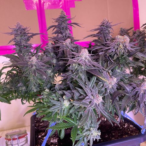 Sweet ZZ growlog timeline photo
