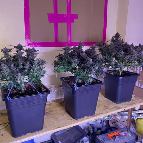 Sweet ZZ growlog timeline photo