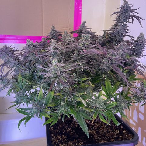 Sweet ZZ growlog timeline photo