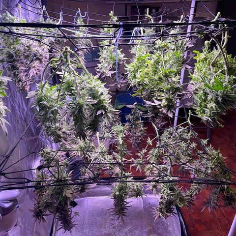 Sweet ZZ growlog timeline photo
