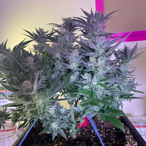 Sweet ZZ growlog timeline photo