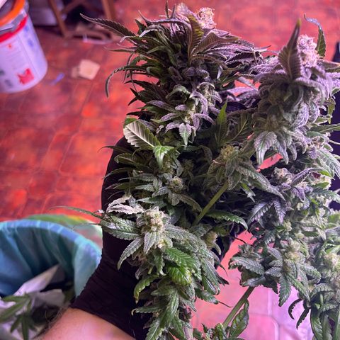 Sweet ZZ growlog timeline photo