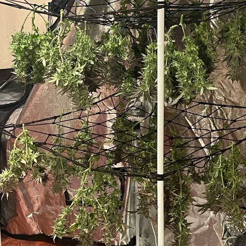 Sweet ZZ growlog timeline photo