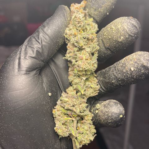 Sweet ZZ growlog timeline photo