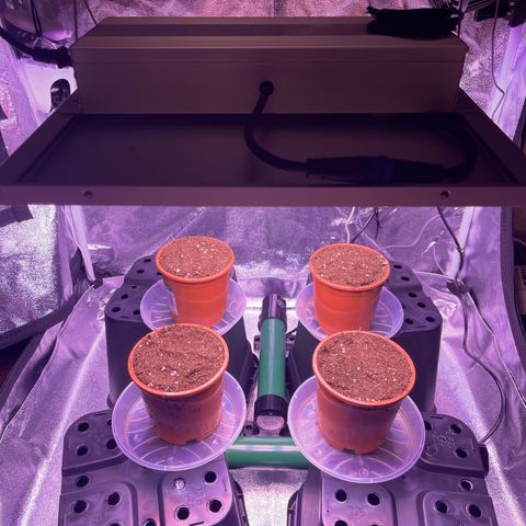Jack Herer growlog timeline photo