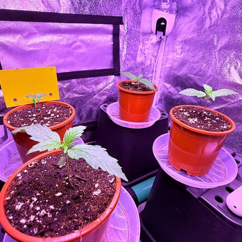 Jack Herer growlog timeline photo