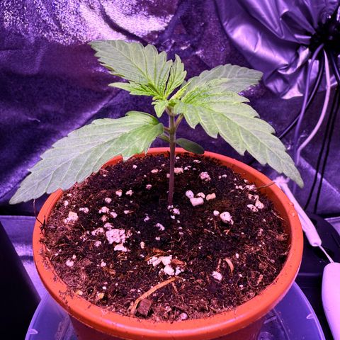 Jack Herer growlog timeline photo