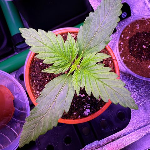 Jack Herer growlog timeline photo