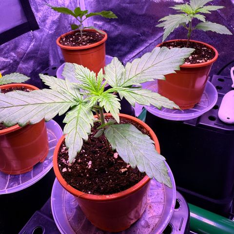 Jack Herer growlog timeline photo