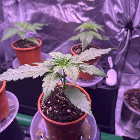 Jack Herer growlog timeline photo