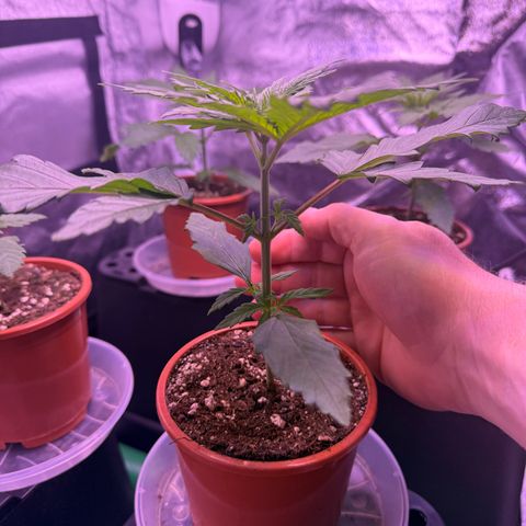 Jack Herer growlog photo: Wachsen sehr schnell 