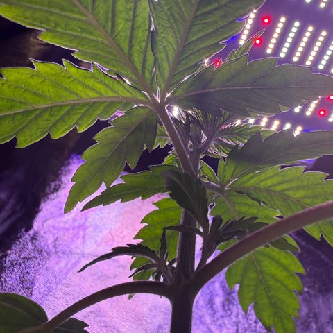 Jack Herer growlog timeline photo