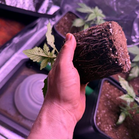 Master Kush growlog photo: Heute umgetopft 