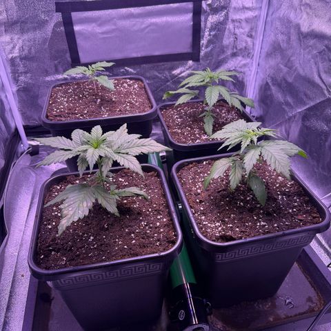 Jack Herer growlog timeline photo