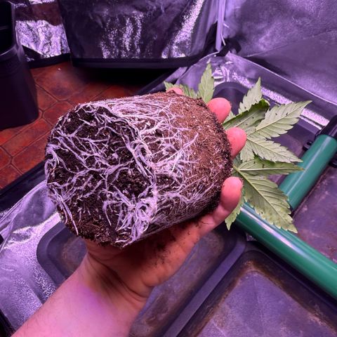 Jack Herer growlog timeline photo