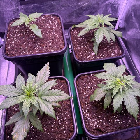 Jack Herer growlog timeline photo