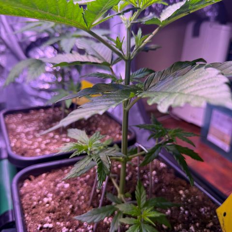 Jack Herer growlog timeline photo