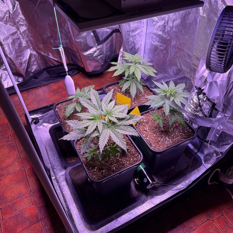 Jack Herer growlog timeline photo
