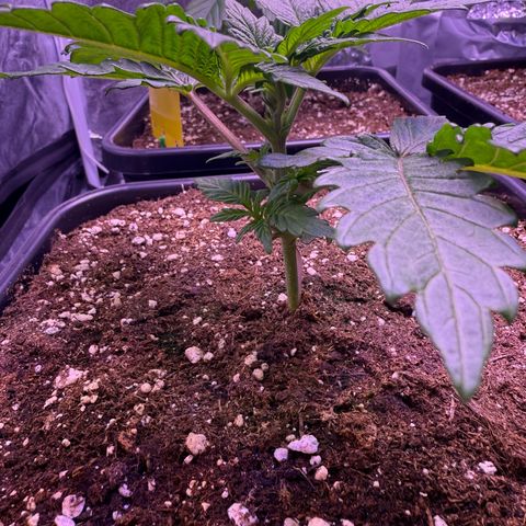 Master Kush growlog timeline photo