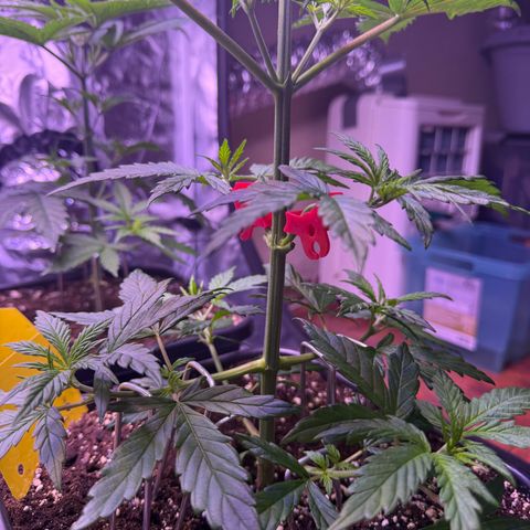 Jack Herer growlog timeline photo